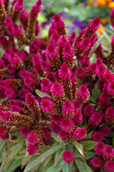 Intenz Dark Purple Celosia (Celosia 'Spitenz Dark') at Lakeshore Garden Centres