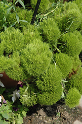 Green Ball Sweet William (Dianthus barbatus 'Green Ball') at Lakeshore Garden Centres