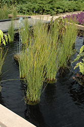 Javelin Rush (Juncus pallidus 'Javelin') at Lakeshore Garden Centres