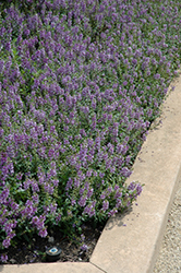 Serenita Sky Blue Angelonia (Angelonia angustifolia 'Serenita Sky Blue') at Lakeshore Garden Centres