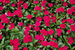Valiant Burgundy Vinca (Catharanthus roseus 'Valiant Burgundy') at Lakeshore Garden Centres