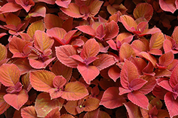 Campfire Coleus (Solenostemon scutellarioides 'Campfire') at Lakeshore Garden Centres