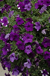 Night Sky Petunia (Petunia 'Night Sky') at Lakeshore Garden Centres
