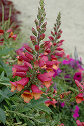 Foxlight Ruby Glow Foxglove (Digitalis 'Ruby Glow') at Lakeshore Garden Centres