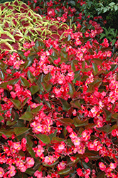 Whopper Rose Bronze Leaf Begonia (Begonia 'Whopper Rose Bronze Leaf') at Lakeshore Garden Centres