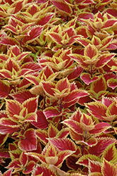 Trusty Rusty Coleus (Solenostemon scutellarioides 'Trusty Rusty') at Lakeshore Garden Centres