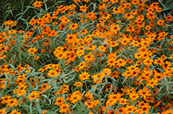 Star Orange Zinnia (Zinnia angustifolia 'Star Orange') at Lakeshore Garden Centres