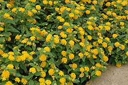 Little Lucky Pot Of Gold Lantana (Lantana camara 'Little Lucky Pot Of Gold') at Lakeshore Garden Centres