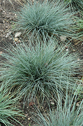 Festina Blue Fescue (Festuca glauca 'Festina') at Lakeshore Garden Centres
