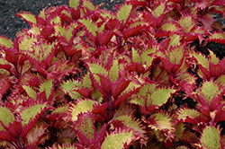 Henna Coleus (Solenostemon scutellarioides 'Henna') at Lakeshore Garden Centres