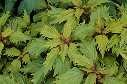 Marquee Blonde Bombshell Coleus (Solenostemon scutellarioides 'Balmarqonde') at Lakeshore Garden Centres