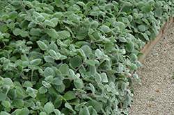 Silver Crest Plectranthus (Plectranthus argentatus 'Silver Crest') at Lakeshore Garden Centres