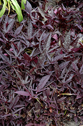 SolarPower Black Sweet Potato Vine (Ipomoea batatas 'SolarPower Black') at Lakeshore Garden Centres