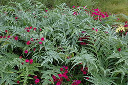 Porto Spineless Cardoon (Cynara cardunculus 'Porto Spineless') at Lakeshore Garden Centres