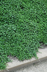 Emerald Falls Dichondra (Dichondra argentea 'Emerald Falls') at Lakeshore Garden Centres