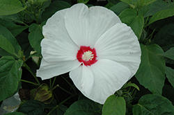 Honeymoon White Eye Hibiscus (Hibiscus 'Honeymoon White Eye') at Lakeshore Garden Centres