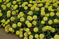 Zahara Double Yellow Zinnia (Zinnia 'Zahara Double Yellow') at Lakeshore Garden Centres
