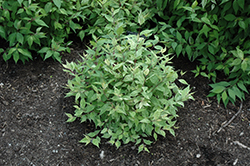 Snow Storm Japanese Beautyberry (Callicarpa japonica 'Snow Storm') at Lakeshore Garden Centres