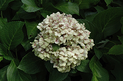 Wedding Ring Hydrangea (Hydrangea macrophylla 'Fanfare') at Lakeshore Garden Centres