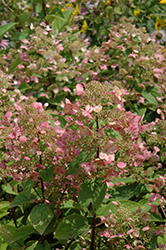 Wim's Red Hydrangea (Hydrangea paniculata 'Wim's Red') at Lakeshore Garden Centres