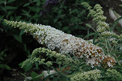 Yeti White Butterfly Bush (Buddleia 'Yeti White') at Lakeshore Garden Centres