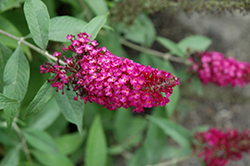 CranRazz Butterfly Bush (Buddleia davidii 'CranRazz') at Lakeshore Garden Centres