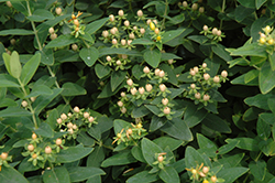 Harvest Festival Pink St. John's Wort (Hypericum 'Ruihyg224a') at Lakeshore Garden Centres