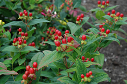 Ignite Scarlet Red St. John's Wort (Hypericum androsaemum 'Sieball') at Lakeshore Garden Centres