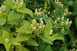 Harvest Festival White St. John's Wort (Hypericum 'Ruihyh004c') at Lakeshore Garden Centres