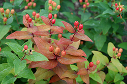 Harvest Festival Red St. John's Wort (Hypericum 'Ruihyg207b') at Lakeshore Garden Centres