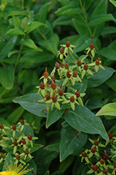 Harvest Festival Chocolate St. John's Wort (Hypericum 'Ruihyg234a') at Lakeshore Garden Centres