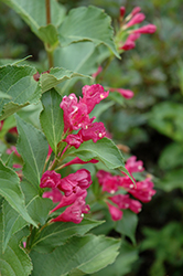 Magical Robin Weigela (Weigela florida 'Bokrarob') at Lakeshore Garden Centres