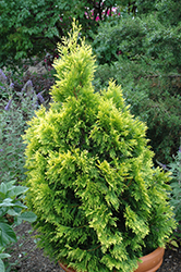 4ever Goldy Arborvitae (Thuja plicata '4ever') at Lakeshore Garden Centres