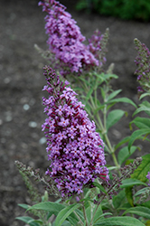 Flutterby Pink Butterfly Bush (Buddleia davidii 'Podaras 9') at Lakeshore Garden Centres