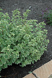 Icelandic Mockorange (Philadelphus coronarius 'Icezam') at Lakeshore Garden Centres