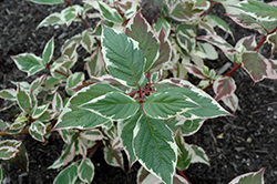 Cherry Vodka Dogwood (Cornus alba 'Chovozam') at Lakeshore Garden Centres