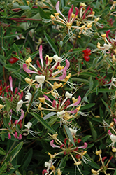 Sweet Tea Honeysuckle (Lonicera periclymenum 'Caprilla Cream') at Lakeshore Garden Centres