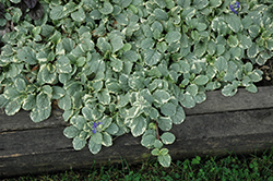 Silver Queen Bugleweed (Ajuga reptans 'Silver Queen') at Lakeshore Garden Centres