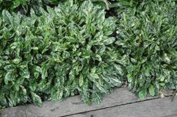 Sparkler Bugleweed (Ajuga 'Sparkler') at Lakeshore Garden Centres