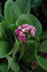 Overture Bergenia (Bergenia cordifolia 'Overture') at Lakeshore Garden Centres