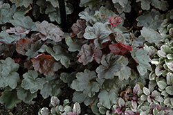 Carnival Black Olive Coral Bells (Heuchera 'Black Olive') at Lakeshore Garden Centres