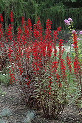 Black Truffle Cardinal Flower (Lobelia cardinalis 'Black Truffle') at Lakeshore Garden Centres
