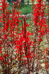 Black Truffle Cardinal Flower (Lobelia cardinalis 'Black Truffle') at Lakeshore Garden Centres