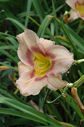 Bella Boo Daylily (Hemerocallis 'Bella Boo') at Lakeshore Garden Centres
