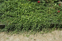 Bowles Cunningham Periwinkle (Vinca minor 'Bowles Cunningham') at Green Thumb Garden Centre