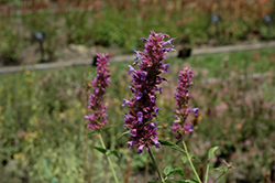 Blue Blazes Hyssop (Agastache 'Blue Blazes') at Lakeshore Garden Centres