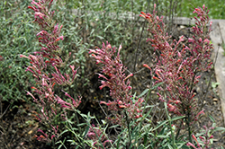 Joyful Hyssop (Agastache rupestris 'Joyful') at Lakeshore Garden Centres