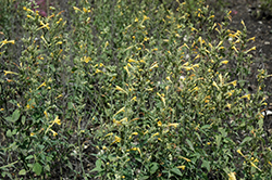 Sunset Yellow Hyssop (Agastache aurantiaca 'Sunset Yellow') at Lakeshore Garden Centres