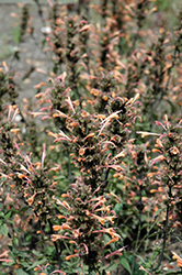 Summer Sunset Hyssop (Agastache 'Summer Sunset') at Lakeshore Garden Centres