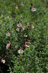 Autumn Moon Sage (Salvia 'Autumn Moon') at Lakeshore Garden Centres